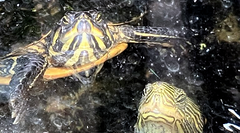Wasserschildkröten