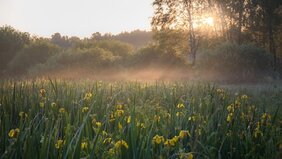 Landschaft