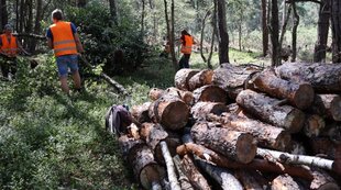 Oldhorster Moor - Freiwillige entfernen Gehölze im Moor