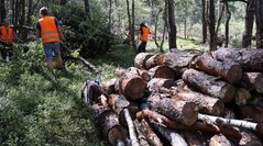 Oldhorster Moor - Freiwillige entfernen Gehölze im Moor