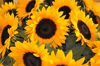 Symbolbild Sonnenblumen