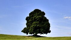 Baum in Landschaft